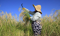 نخستین خوشه‌های برنج کشور برداشت شد